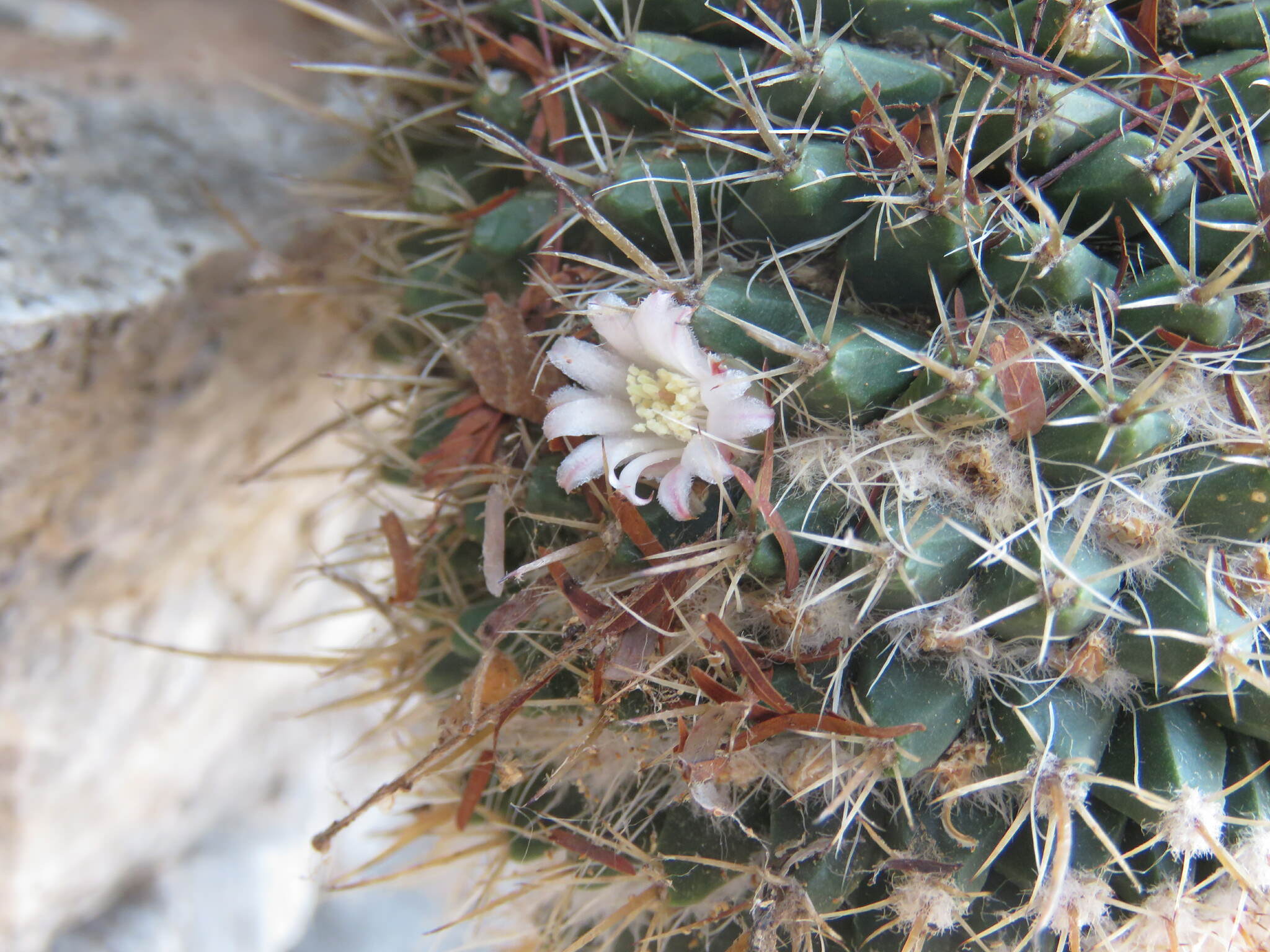 Mammillaria voburnensis